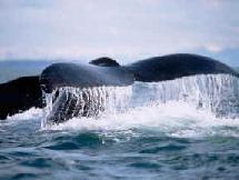 Chasse à la baleine : le tourisme islandais harponné