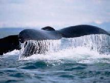 Chasse à la baleine : le tourisme islandais harponné Chasse à la baleine : le tourisme islandais harponné