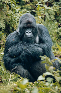 © Prodesti © Prodesti