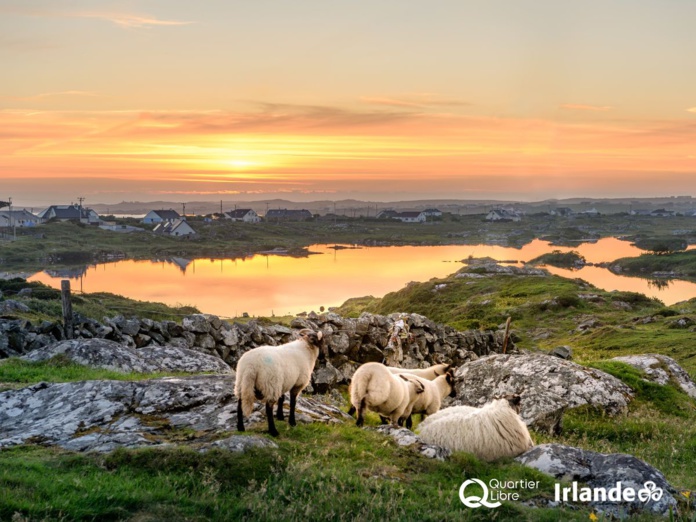 © Quartier Libre © Quartier Libre