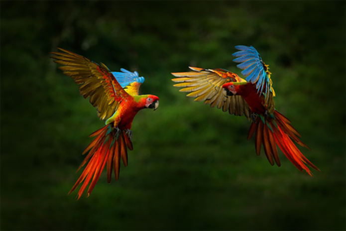 Perroquet Ara Ara macao © Shutterstock
