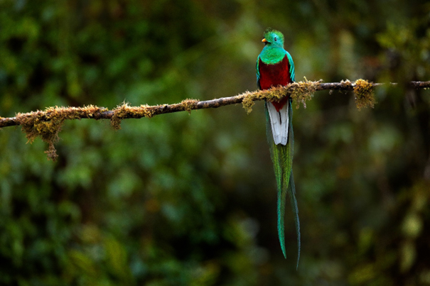 Quetzal resplendissant Pharomachrus mocinno © Shutterstock