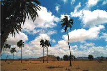 OASI - Ile de Boa Vista