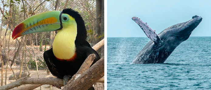Volière nationale de Colombie © Laurabene / Baleine à bosse archipel Las Perlas, Panama © Panamauthentique Volière nationale de Colombie © Laurabene / Baleine à bosse archipel Las Perlas, Panama © Panamauthentique