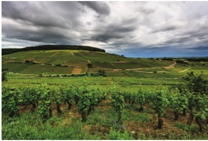 La colline de Corton, en Bourgogne - Photo : Michel Joly