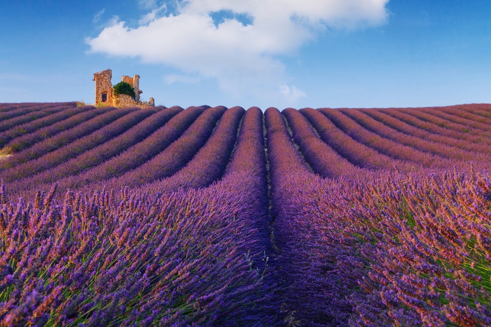 Provence - Photo : Depositphotos.com @RolandBarat