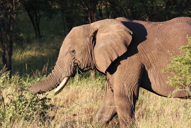 En Tanzanie, plutôt qu'une ville, il faut voir au moins 3 grands parcs au nord du pays : le Tarangire, le Ngorongoro et le Serengeti - DR : JDL