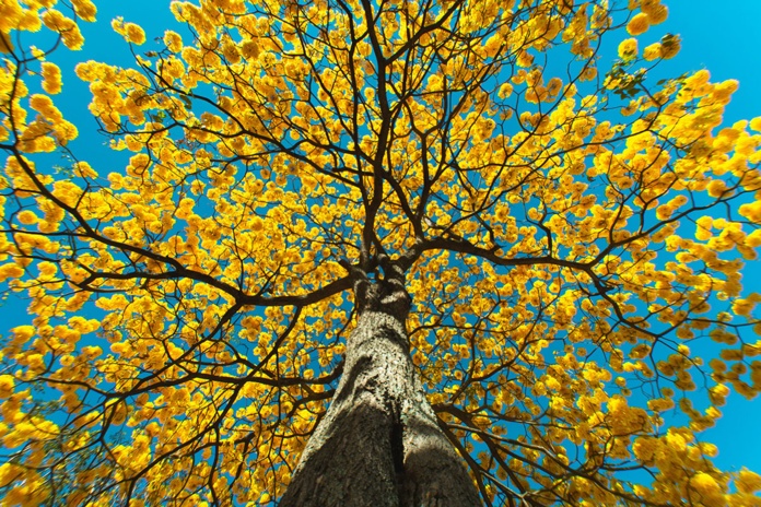 © Unsplash - Ricardo Arce © Unsplash - Ricardo Arce