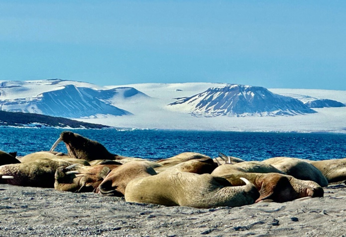 Les morses nous montrent les dents de près... /crédit JDL Les morses nous montrent les dents de près... /crédit JDL