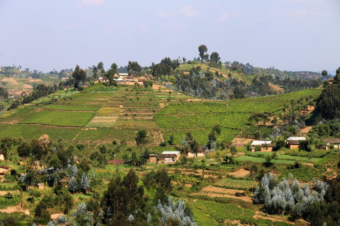 Les célèbres collines rwandaises, dans le sud du pays, entre Nyanza et le Parc national de Nyungwe. - Photo JFR Les célèbres collines rwandaises, dans le sud du pays, entre Nyanza et le Parc national de Nyungwe. - Photo JFR