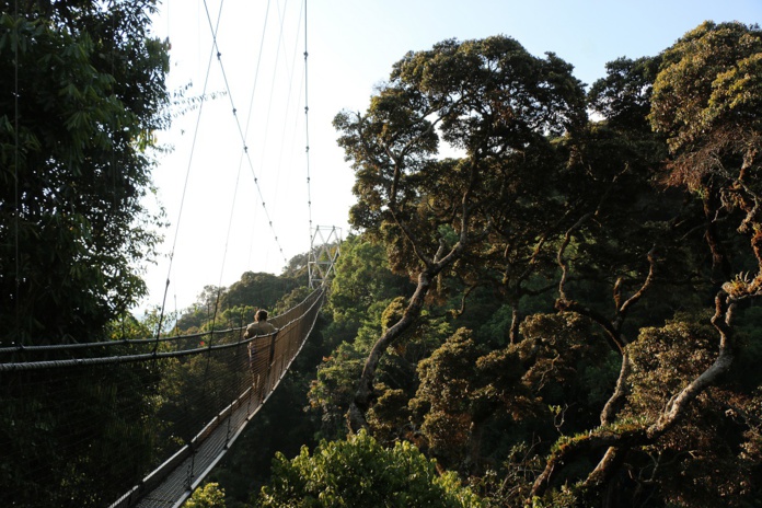 Pont suspendu dans la forêt du Parc national de Nyungwe. - Photo JFR Pont suspendu dans la forêt du Parc national de Nyungwe. - Photo JFR