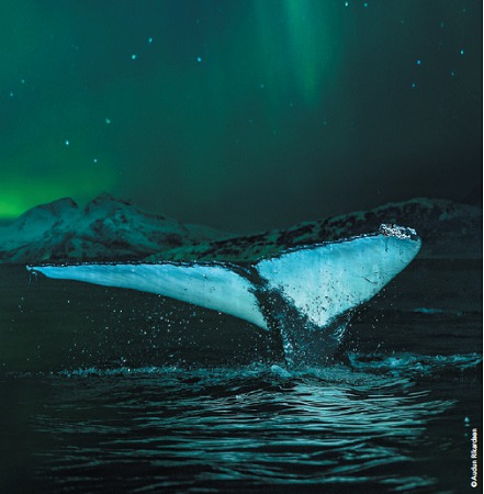 Hurtigruten veut à tout prix faire découvrir les aurores boréales à ses passagers - Photo : Hurtigruten