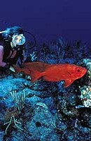 Ultramarina : Cozumel c'est du «cousu main»... Ultramarina : Cozumel c'est du «cousu main»...