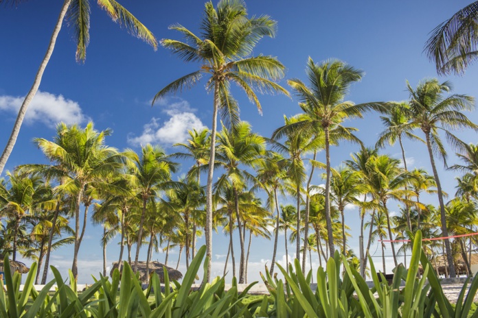 Incendie Club Med Punta Cana : les ventes sont fermées jusqu'au 1er novembre 2024 - Photo Club Med Incendie Club Med Punta Cana : les ventes sont fermées jusqu'au 1er novembre 2024 - Photo Club Med