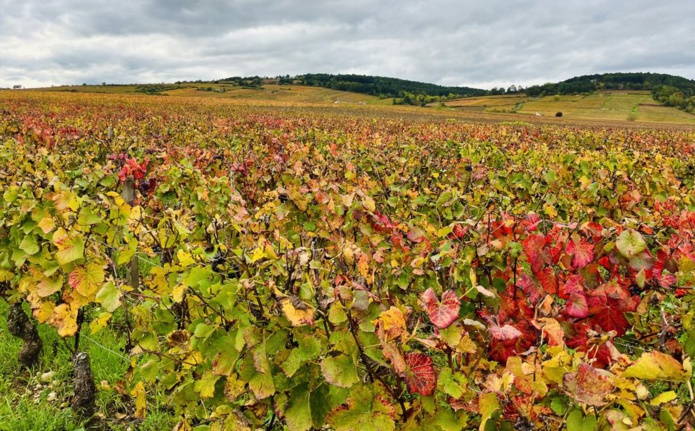 Sur le circuit de randonnée numéro 12, aux portes de Beaune (©PB) Sur le circuit de randonnée numéro 12, aux portes de Beaune (©PB)
