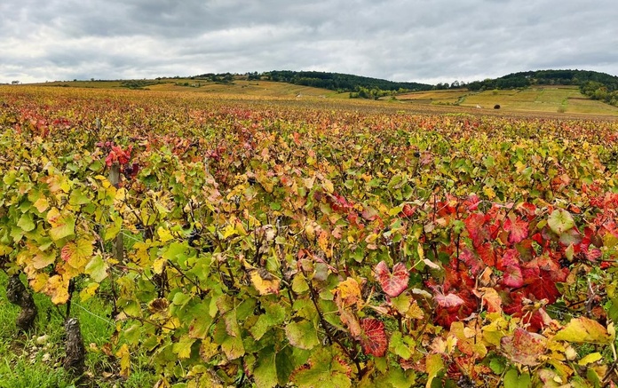 Vignoble aux portes de Beaune, en Côte d'Or (©PB) Vignoble aux portes de Beaune, en Côte d'Or (©PB)