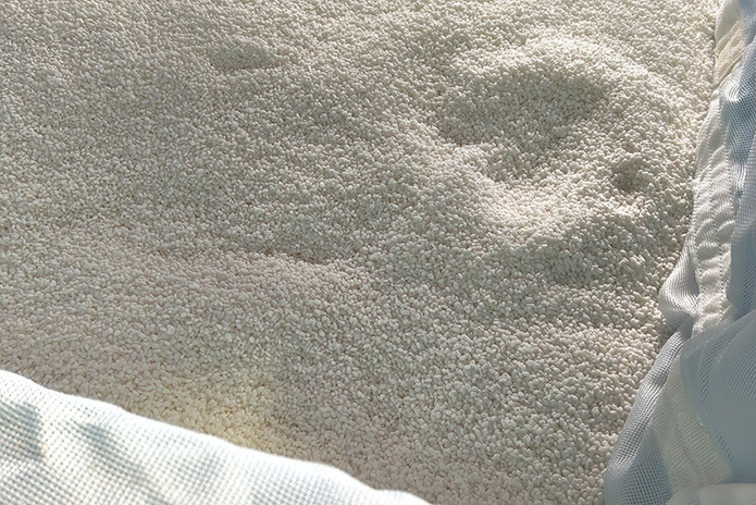 Riz poli prêt pour la fermentation dans la brasserie Seiun Shuzo à Saitama © Au fil du Japon Riz poli prêt pour la fermentation dans la brasserie Seiun Shuzo à Saitama © Au fil du Japon