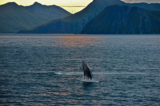 Baleine à bosse qui saute - Photo CP