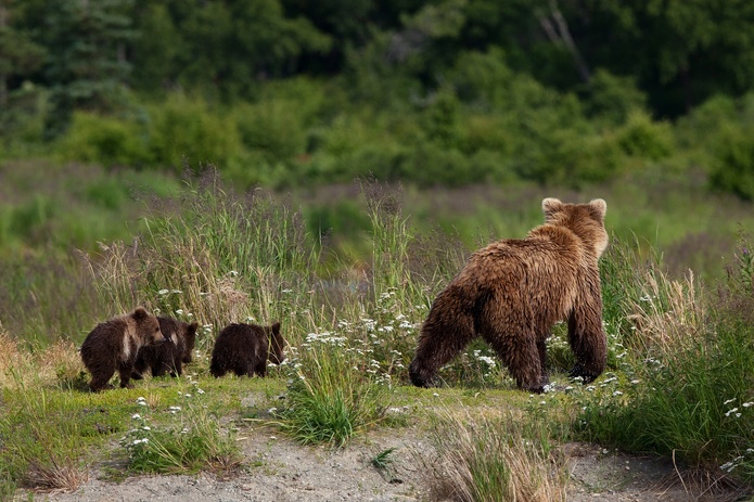 Au programme, le Parc National de Katmai qui compte plus d’une douzaine de volcans actifs et abrite plus de 2 000 ours bruns - Photo : Depositphotos.com @peamoony Au programme, le Parc National de Katmai qui compte plus d’une douzaine de volcans actifs et abrite plus de 2 000 ours bruns - Photo : Depositphotos.com @peamoony
