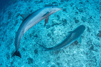 © Bernard Beaussier © Bernard Beaussier