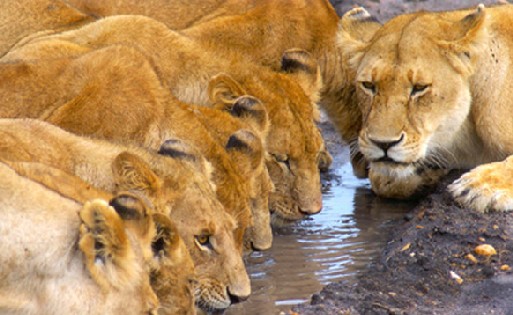 Au Kenya les animaux sauvages naissent et meurent dans leur univers originel. Ils tracent, seuls, les limites de leurs territoires... Au Kenya les animaux sauvages naissent et meurent dans leur univers originel. Ils tracent, seuls, les limites de leurs territoires...
