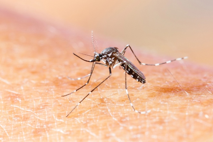 Test PCR Chikungunya : l'Ile Maurice rétropédale ! Depositphotos.com  Auteur smuayc