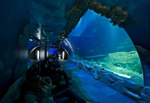 Avec son Medusarium, l'Aquarium de Paris cherche à sensibiliser ses visiteurs à la gélification des océans - Photo : Aquarium de Paris