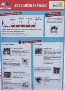 Fiche chiens de traineaux (cliquer pour agrandir)