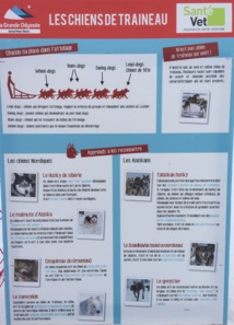 Fiche chiens de traineaux (cliquer pour agrandir) Fiche chiens de traineaux (cliquer pour agrandir)