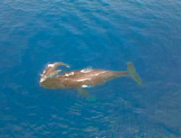 © Kolya DIJOUX © Kolya DIJOUX