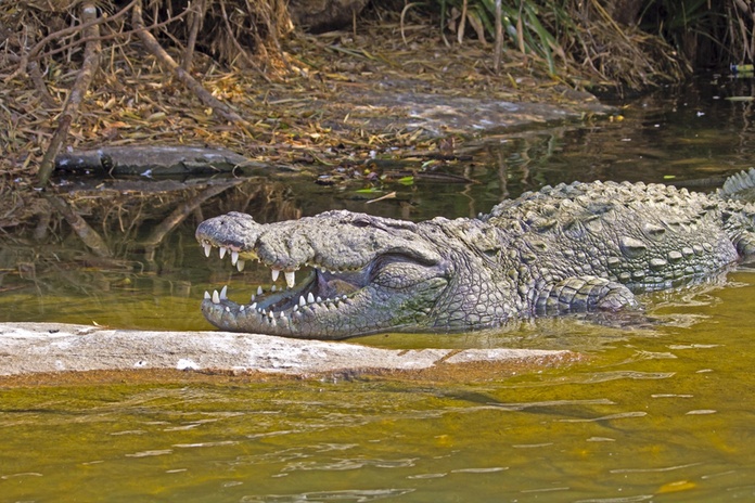 Aux Philippines, croyant avoir affaire à un faux crocodile, un touriste a été mordu au bras et à la jambe @depositphotos/ Belyaev71 Aux Philippines, croyant avoir affaire à un faux crocodile, un touriste a été mordu au bras et à la jambe @depositphotos/ Belyaev71