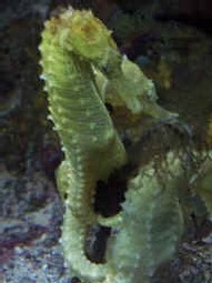 Les hippocampes sont protégés Les hippocampes sont protégés