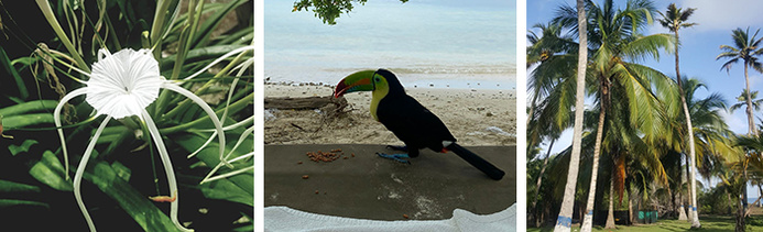 De gauche à droite : Ile de Múcura / Toucan coloré / Ile de Múcura © Irène Robles