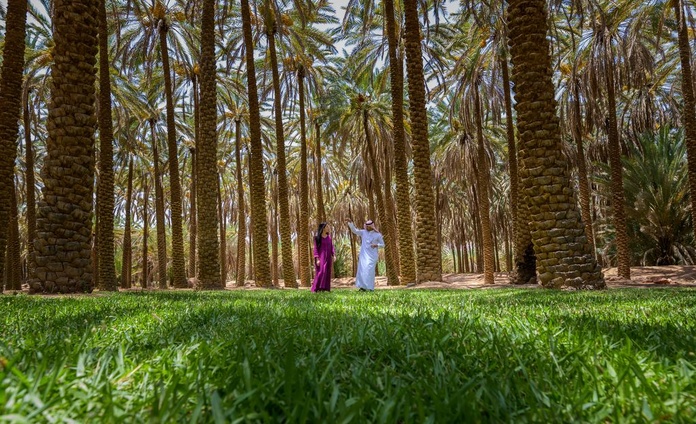 L'oasis d'AlUla est beaucoup plus verdoyante qu'on ne l'imagine. Ici, une ferme de palmiers-dattiers (©Commission Royale for AlUla)