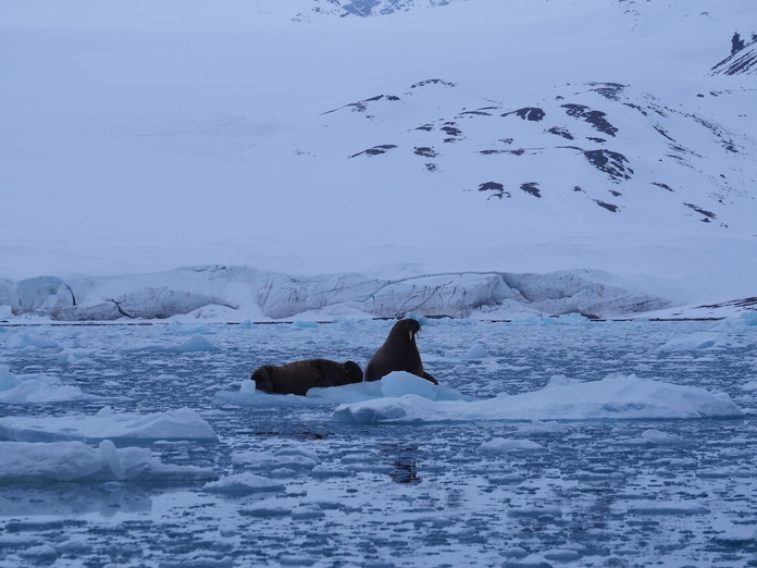Deux morses observés au glacier de Lilliehöökbreen - ©AmeliaBrille