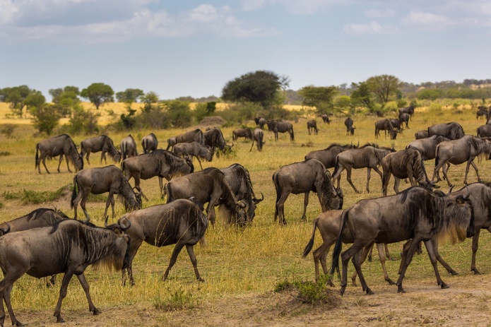 E-visa, assurance, délais : tout ce qu'il faut savoir pour un voyage en Tanzanie - Depositphotos.com Auteur lspencer E-visa, assurance, délais : tout ce qu'il faut savoir pour un voyage en Tanzanie - Depositphotos.com Auteur lspencer