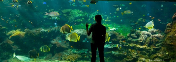 Centre Nausicaa (Photo:A.Rosenfeld) Centre Nausicaa (Photo:A.Rosenfeld)