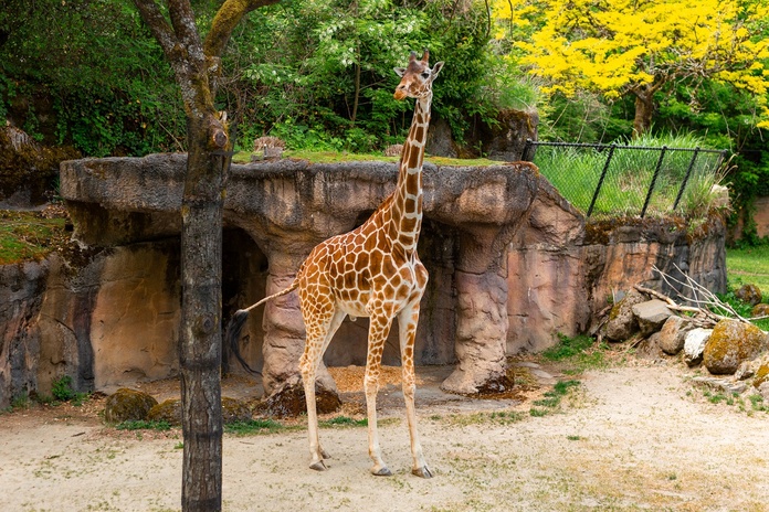Le Zoo de La Flèche lance les réservations pour 2026 - Photo : Depositphotos.com @AnSyvan
