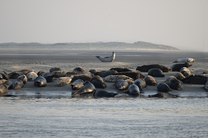 La colonie de phoques de Berck, "toujours extraordinaire d'être aussi proche d'autant d'animaux sauvages en liberté" - DepositPhotos.com, frlegros La colonie de phoques de Berck, "toujours extraordinaire d'être aussi proche d'autant d'animaux sauvages en liberté" - DepositPhotos.com, frlegros