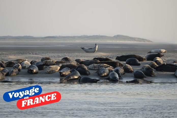La colonie de phoques de Berck, "toujours extraordinaire d'être aussi proche d'autant d'animaux sauvages en liberté" - DepositPhotos.com, frlegros La colonie de phoques de Berck, "toujours extraordinaire d'être aussi proche d'autant d'animaux sauvages en liberté" - DepositPhotos.com, frlegros