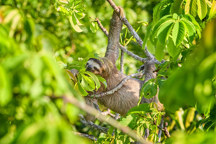 © Terra Panama