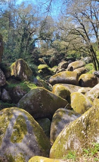 L’intérieur de la Bretagne recèle beaucoup de merveilles. La Forêt de Huelgoat, par exemple - Photo : AB L’intérieur de la Bretagne recèle beaucoup de merveilles. La Forêt de Huelgoat, par exemple - Photo : AB