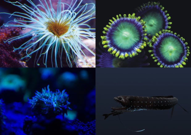 80 % de la faune des profondeurs émettraient de la lumière ©C.BRESCHI/Aquarium-larochelle