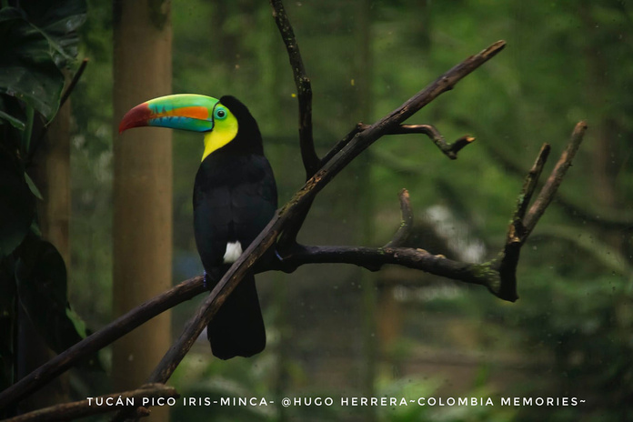 Tucan Pico Iris - Minca © Hugo Herrera - Colombia Memories