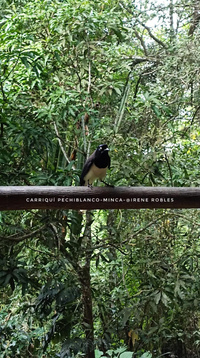 Carriqui pechiblanco - Minca © Irène Robles Carriqui pechiblanco - Minca © Irène Robles