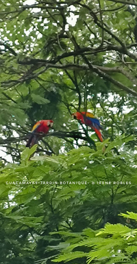 Guacamayas - Jardin botanique © Irène Robles