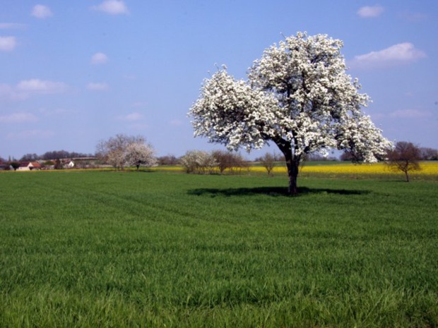 Parc Naturel Régional de la Brenne