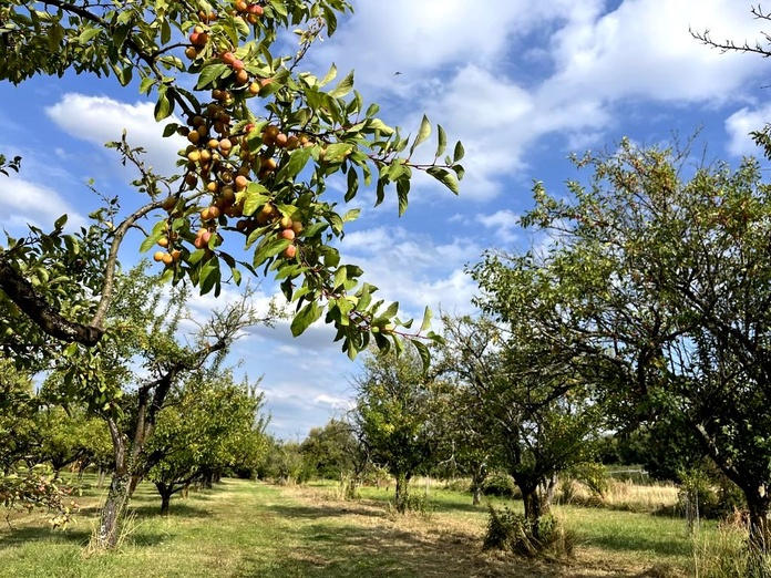 Les Côtes de Meuse, un territoire méconnu souvent surnommé le "Pays Mirabelle" (© PB)