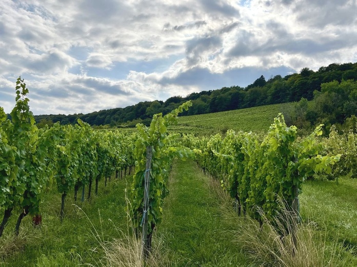 Bien qu'en pleine renaissance, le vignoble des Côtes de Meuse reste confidentiel (© PB)