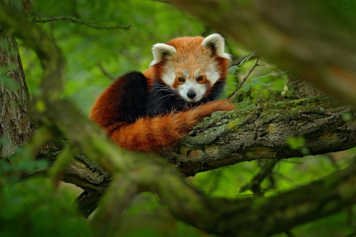 Le Zoo de La Boissière-du-Doré a vécu un été 2025 exceptionnel avec la naissance rare de deux pandas roux - Depositphotos.com, @OndrejProsicky